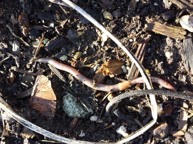 worms #IEE #imaginED