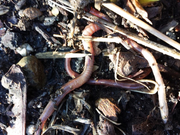 worms #IEE #imaginED
