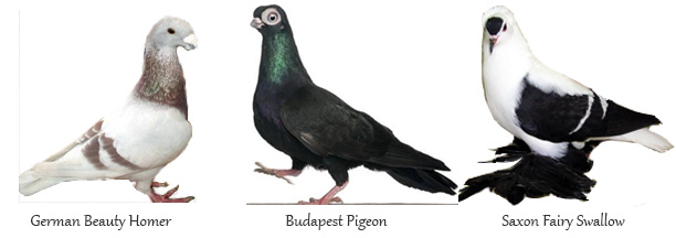 fancypigeons #imaginED