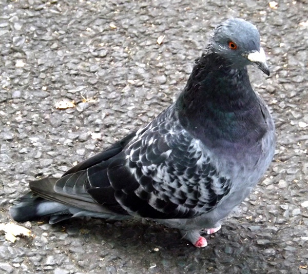 #imaginED pigeon-no-feet- 600-px-tiny-Sept-2014-Darren-Naish-Tetrapod-Zoology