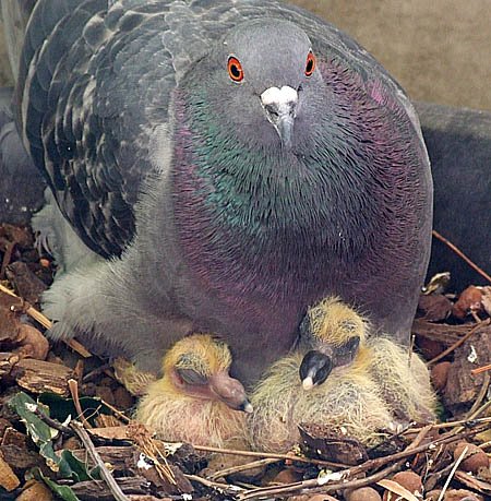 pigeon parents #imaginED