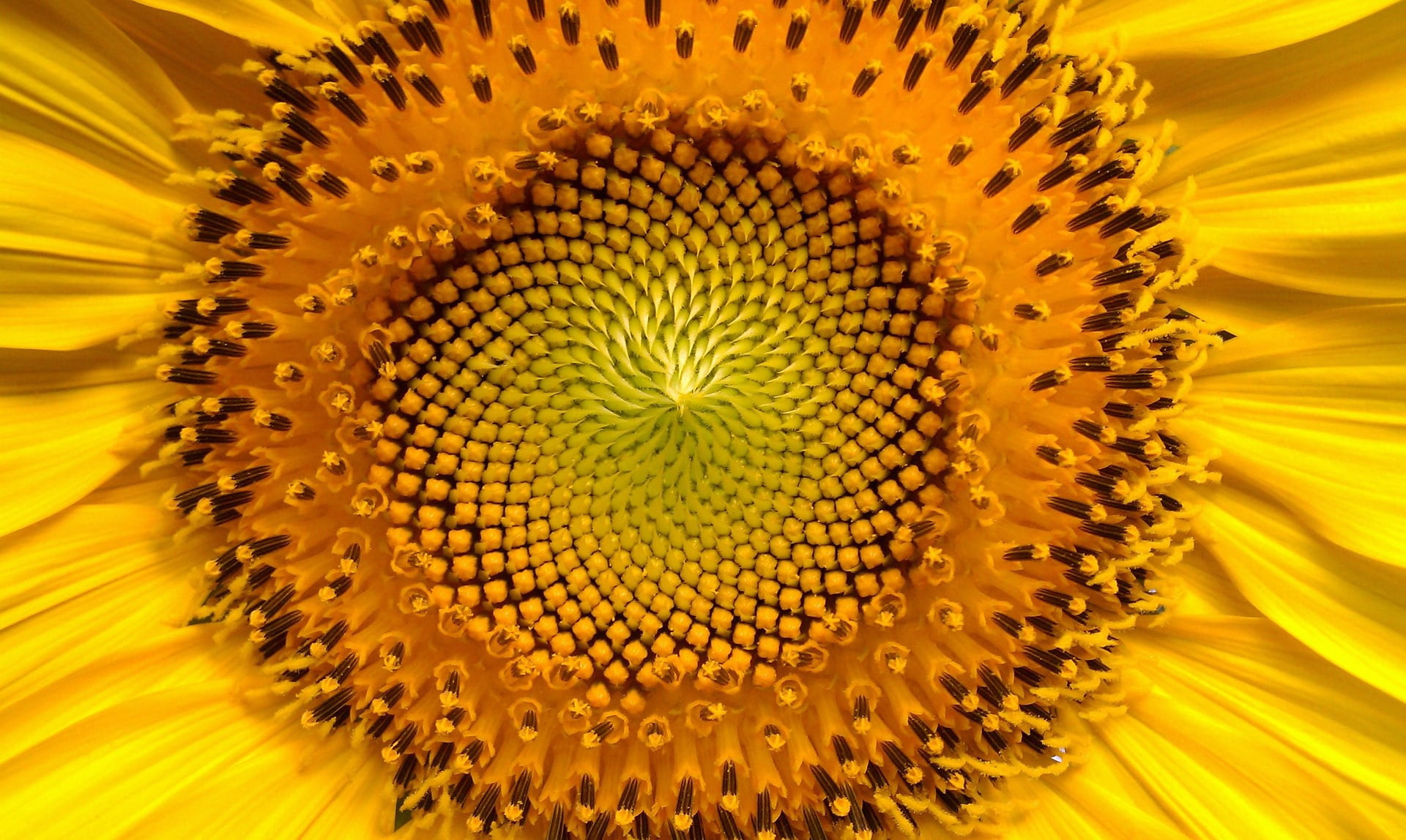 Pointing to patterns in nature imagined