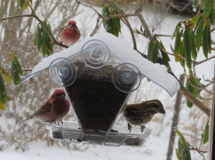 Finches at feeder